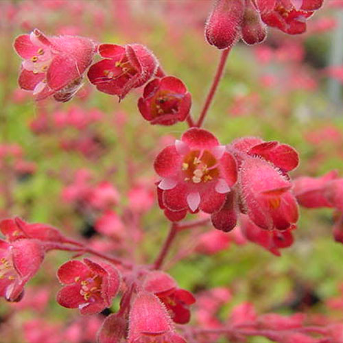 Santa Ana Coral Bells